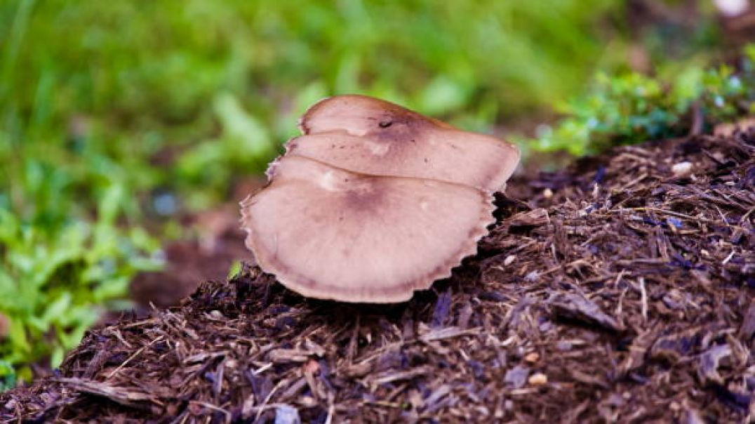 ⁣Medicinal Mushroom Extract Market